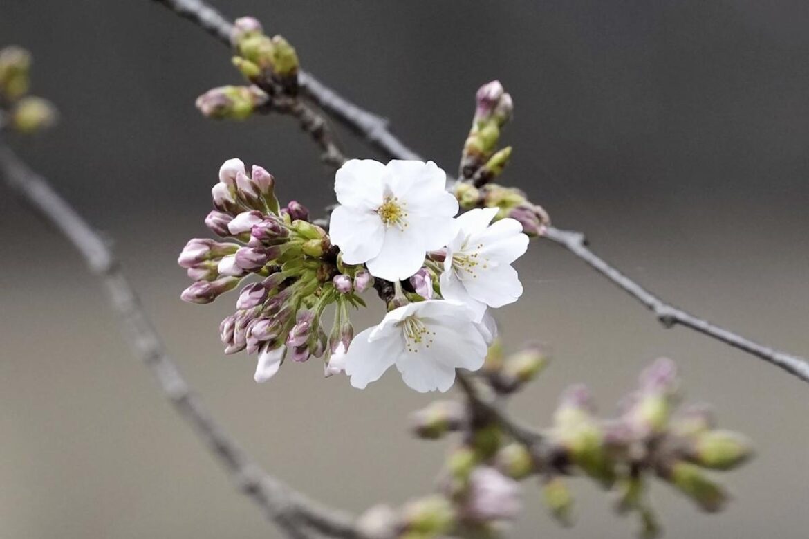 Japan’s weather agency declares flowering of Tokyo’s cherry blossoms as the festive season begins Japan's weather agency declares flowering of Tokyo's cherry blossoms as the festive season begins