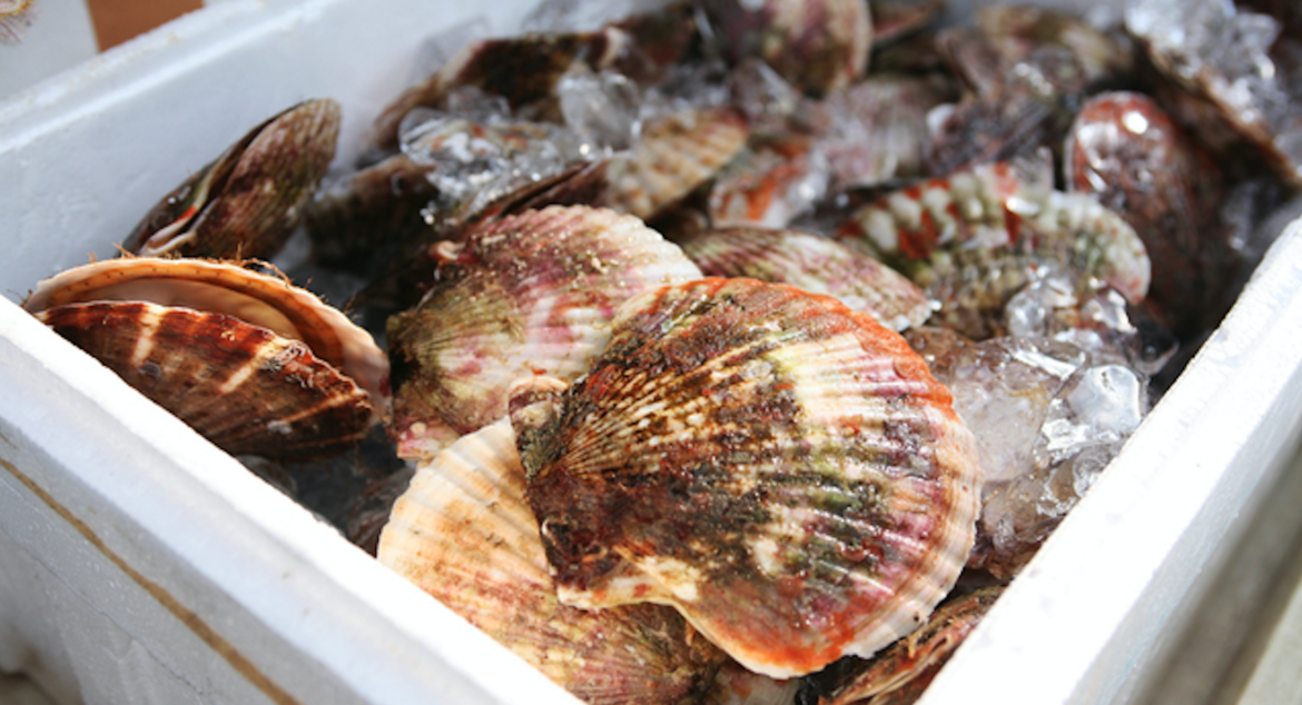 Hokkaido spat shortage threatens Japan’s scallop future, global supply chain Hokkaido spat shortage threatens Japan's scallop future, global supply chain