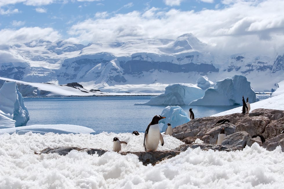 penguins on a snowy mountain