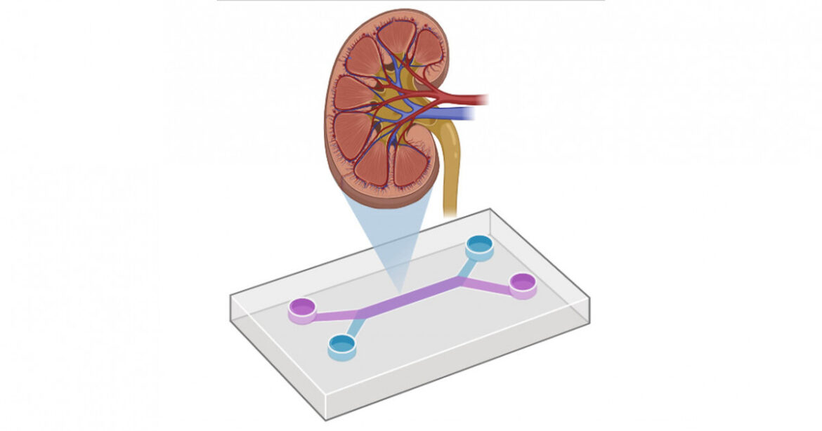 Drug testing evolved | KYOTO UNIVERSITY