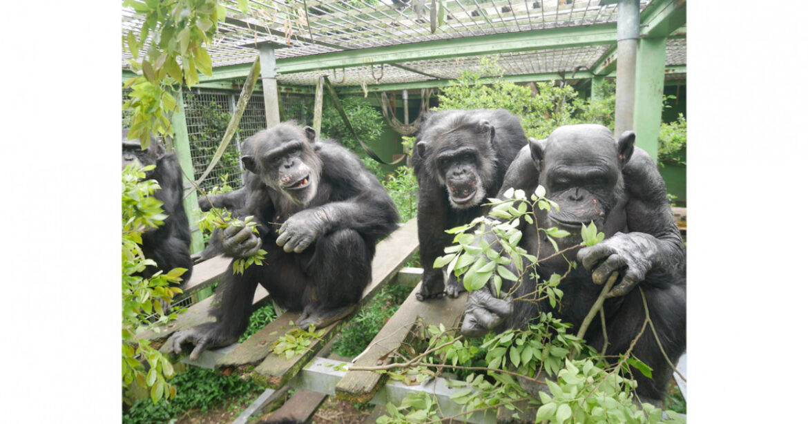 Peeing with your peers | KYOTO UNIVERSITY