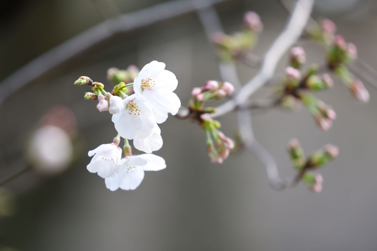 Cherry blossoms on the sample tree at Tokyo’s Yasukuni Shrine (used by the Japan Meteorological Agency to judge whether the season has started) on March 24, 2025. (© Jiji)