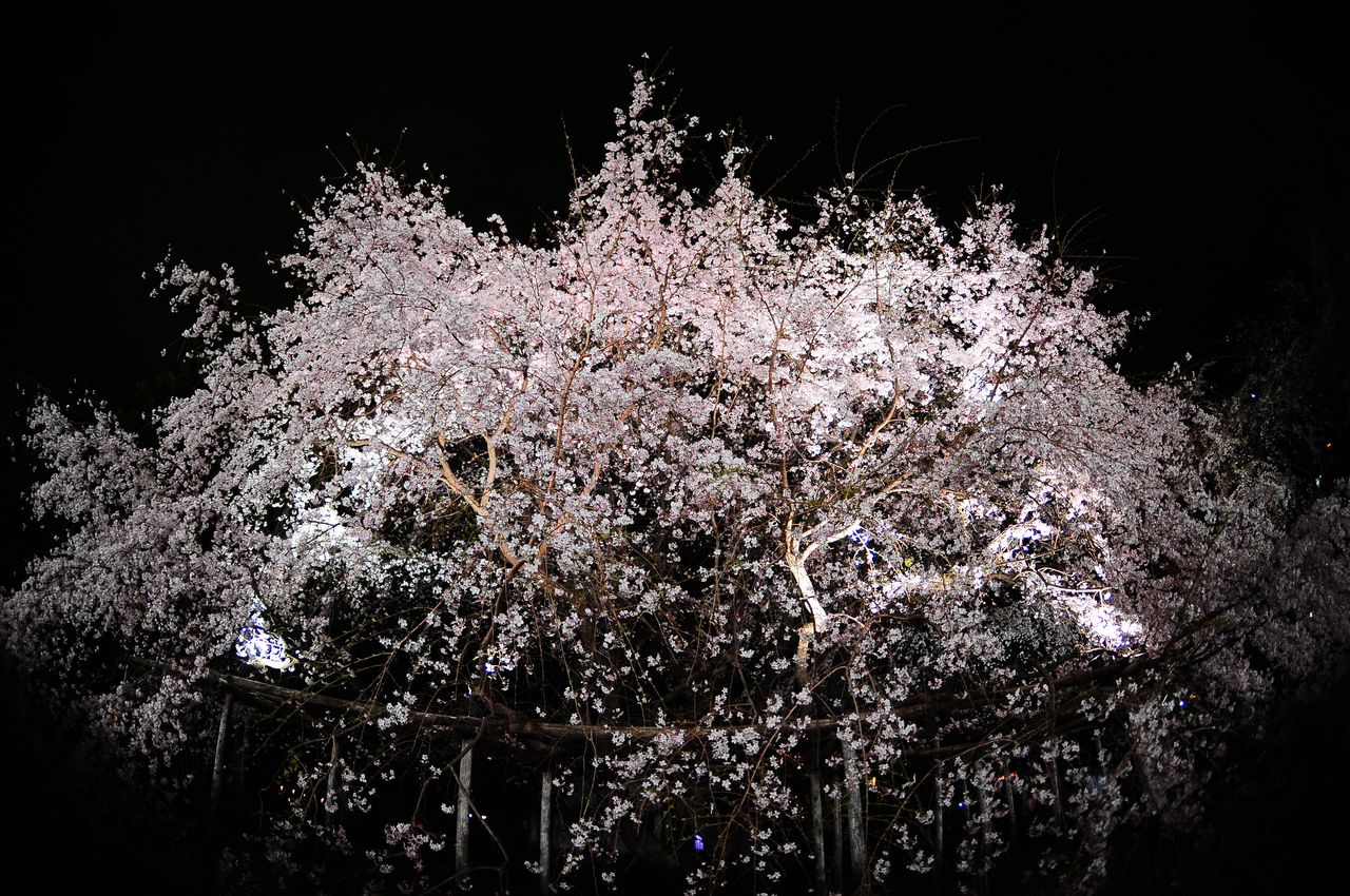 Night sakura at Rikugien Gardens in Bunkyō. (© Pixta)