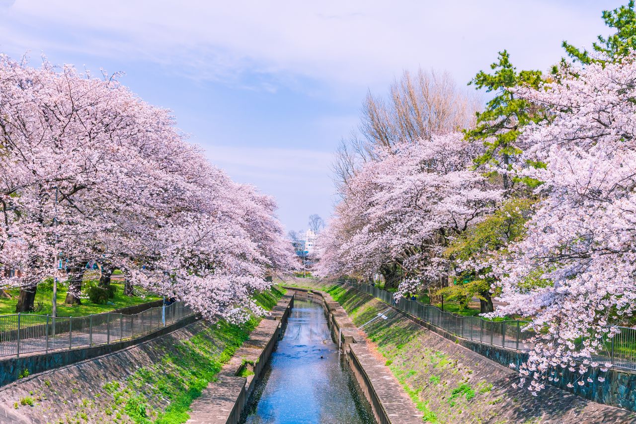 A four-kilometer sakura walking route beside Zenpukuji River in Suginami. (© Pixta)