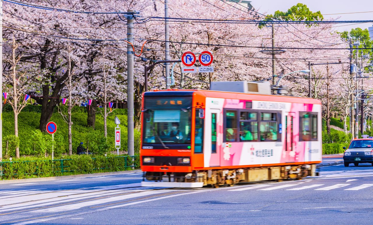 Cherry blossoms at Asukayama Park in the city of Kita can be seen from Tokyo’s only tram line. (© Pixta)