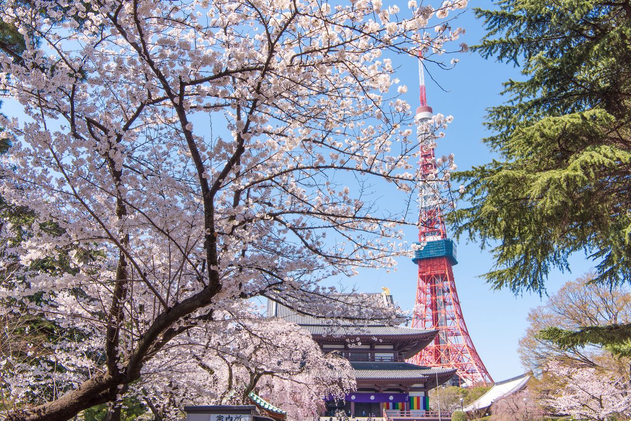 Cherry-blossom pinks coordinate with the temple Zōjōji and Tokyo Tower in Minato. (© Pixta)