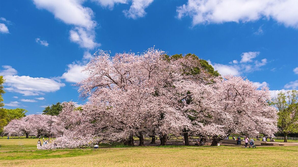 Cherry Blossom Season 2025: First and Full Blooms Across Japan