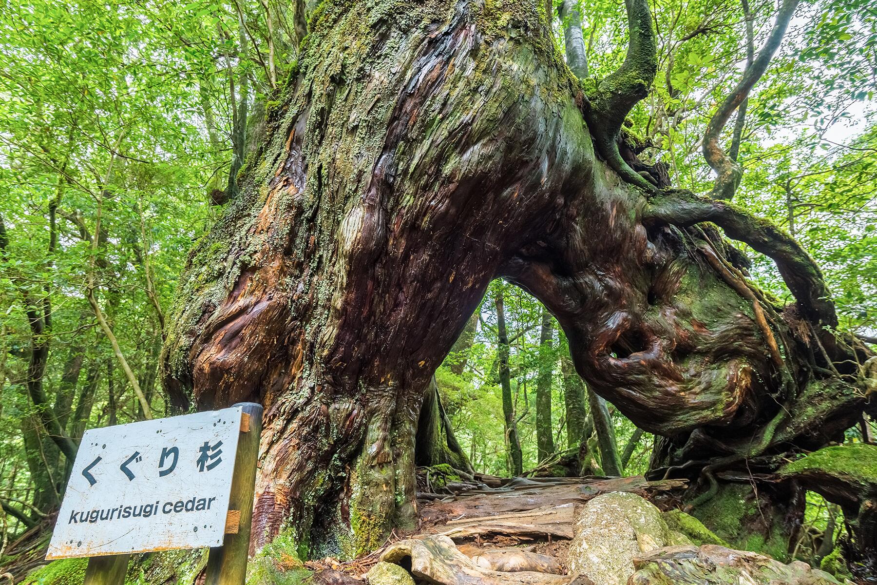 2_Shutterstock_kuguri-sugi-in-shiratani-unsuikyo-ravine-yakushima-island-japan_684883477_Aido
