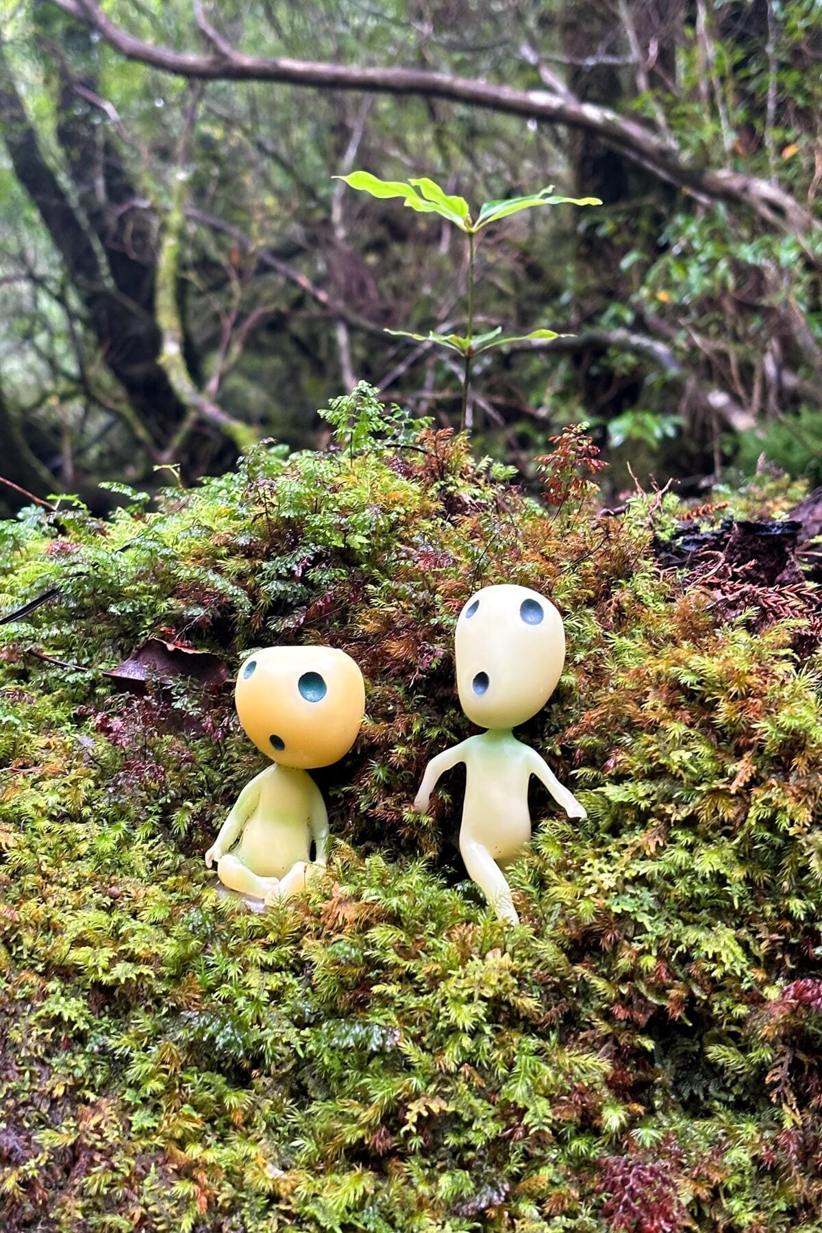 3_PR_Kodama figurines from Princess Mononoke in the Moss Covered Forest_Courtesy of Esme Benjamin