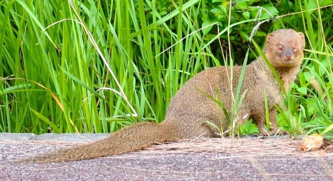 After Amami-Oshima success, Okinawa's mongoose eradication in focus