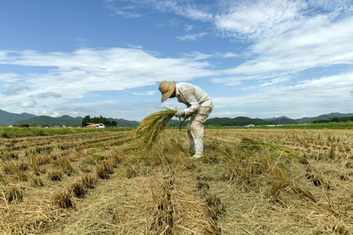 In need of rice and some Japanese words that describe necessity