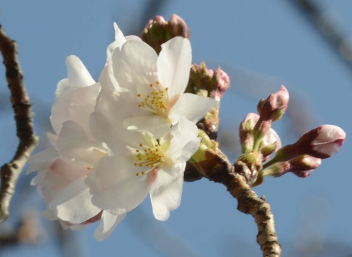 Cherry blossoms bloom in Kumamoto and Kochi Cherry blossoms bloom in Kumamoto and Kochi