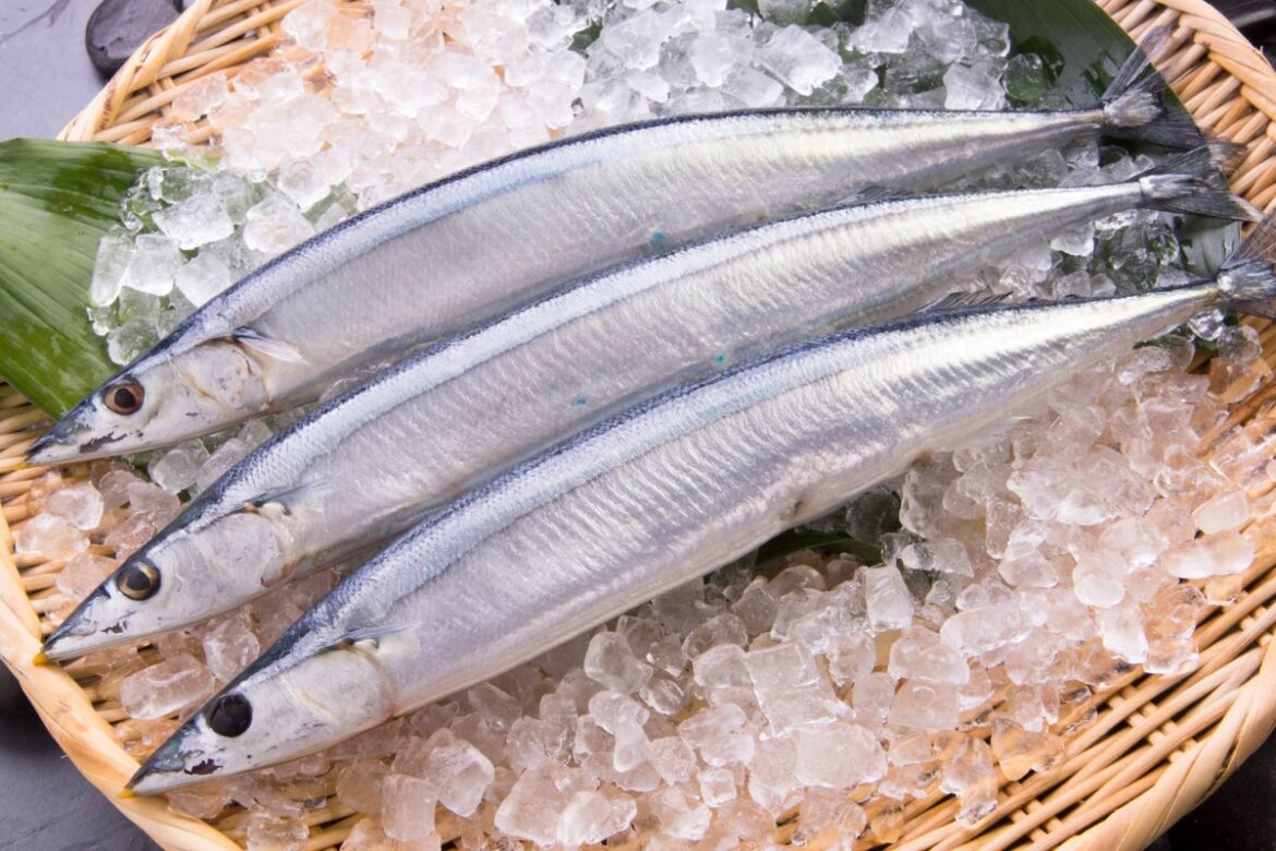 Saury quota reduction eyed at Northern Pacific fisheries talks in Osaka Saury quota reduction eyed at Northern Pacific fisheries talks in Osaka