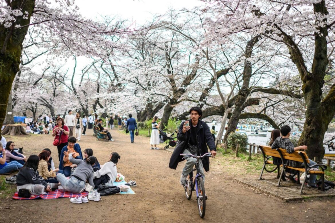 Cherry blossoms come into full bloom in Tokyo