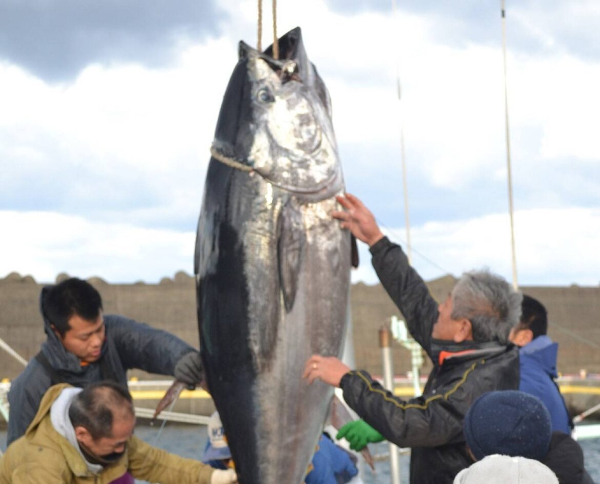 Tokyo aiming to establish brand power of fish caught off its islands Tokyo aiming to establish brand power of fish caught off its islands