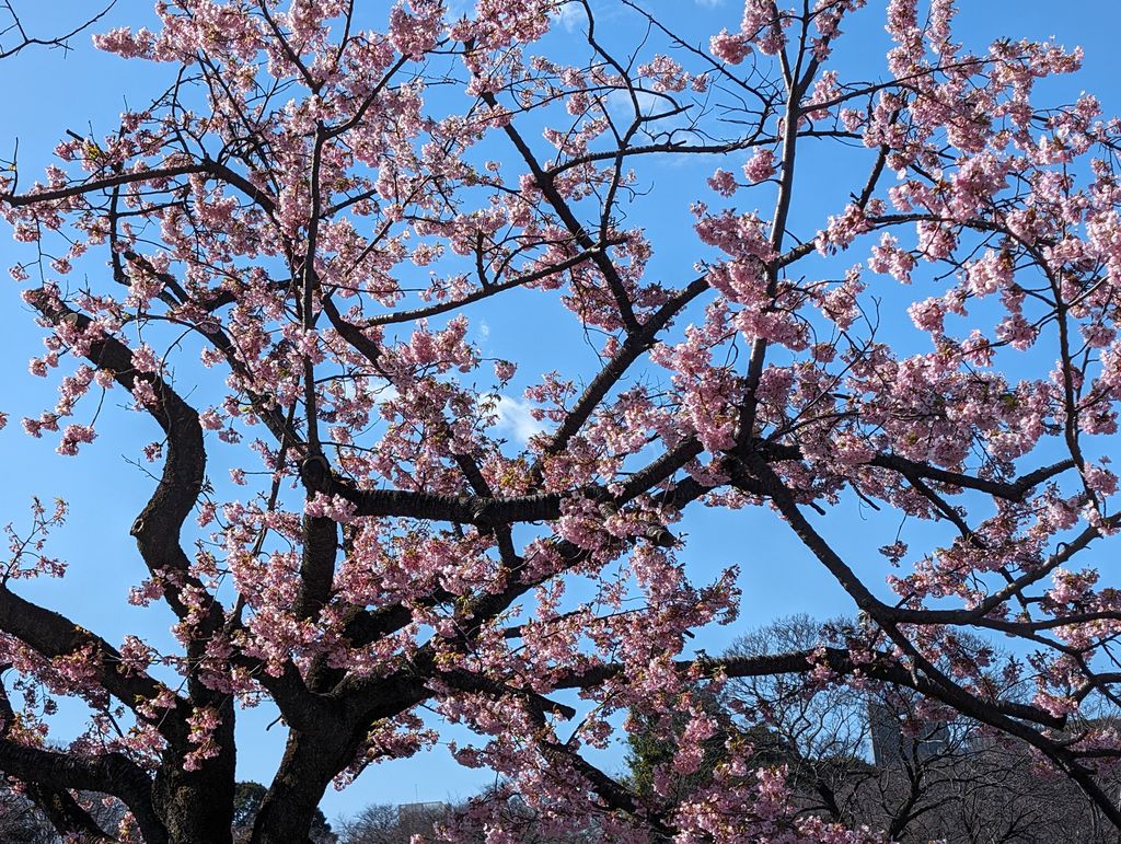 We spotted some cherry blossom 