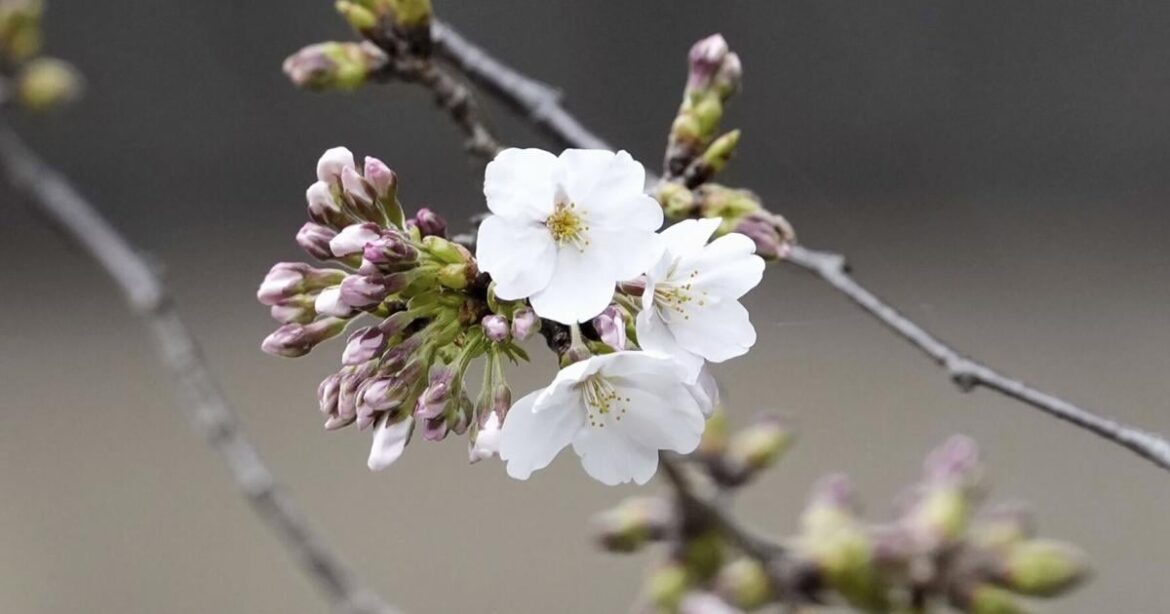 Japan's cherry blossom season begins as first blooms appear in Tokyo | National News