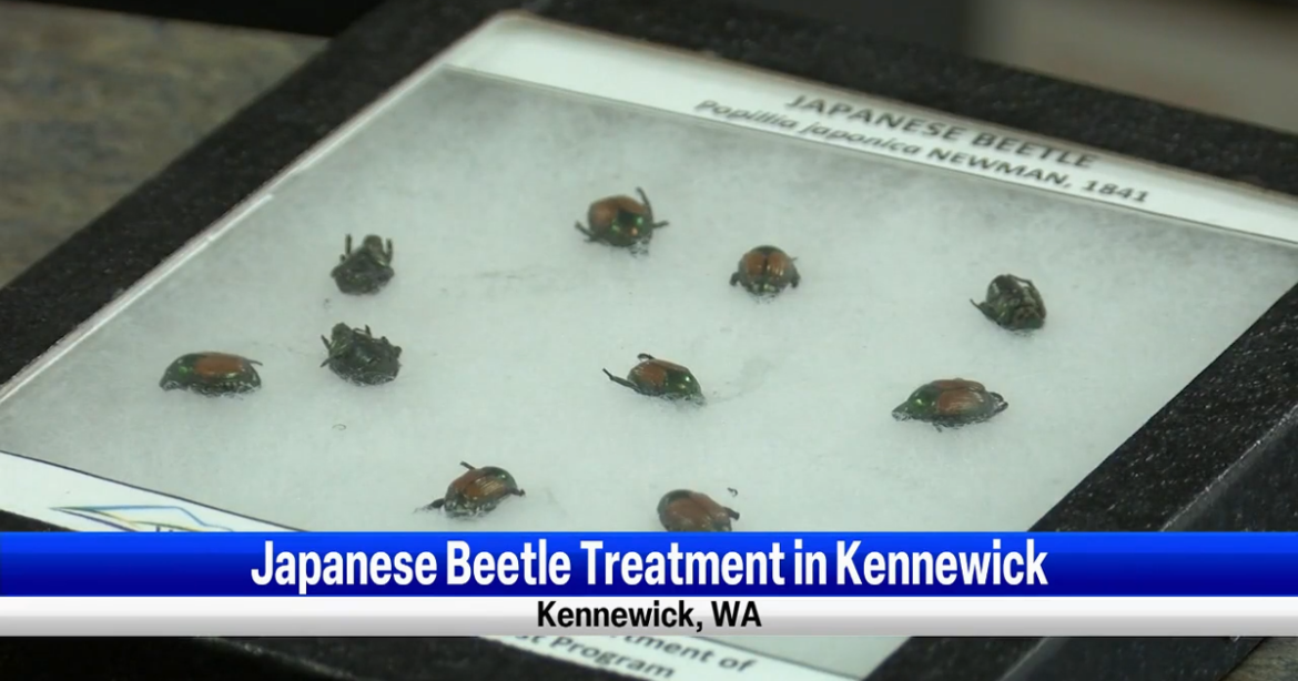 Kennewick included in Washington State Department of Agriculture's Japanese Beetle treatment area | News