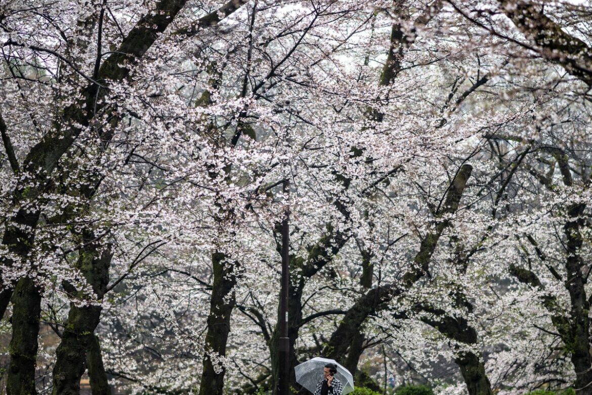 Tokyo cherry blossoms bloom earlier than other Japan regions Tokyo cherry blossoms bloom earlier than other Japan regions