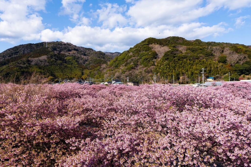 Kawazu Sakura, Japan