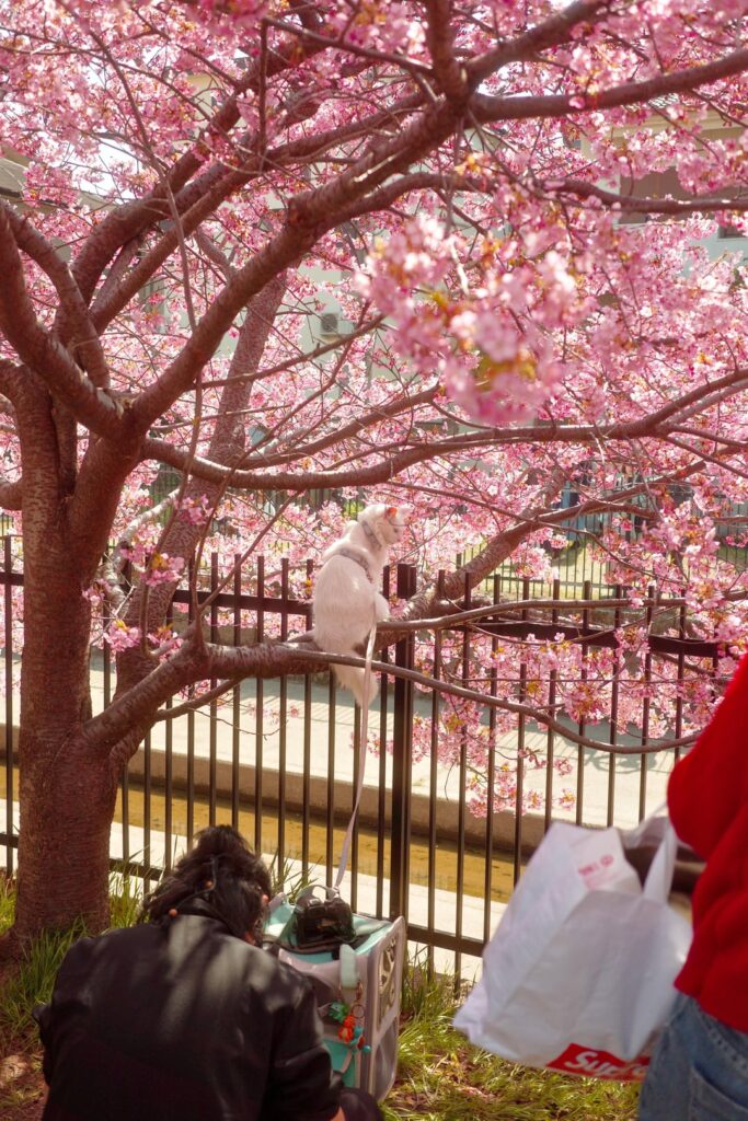 Early sakura blooming Yodo River, Kyoto