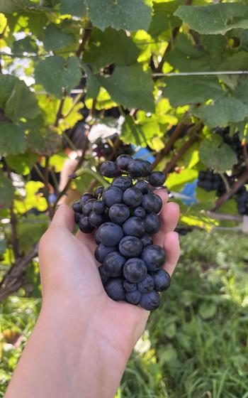 holding grapes