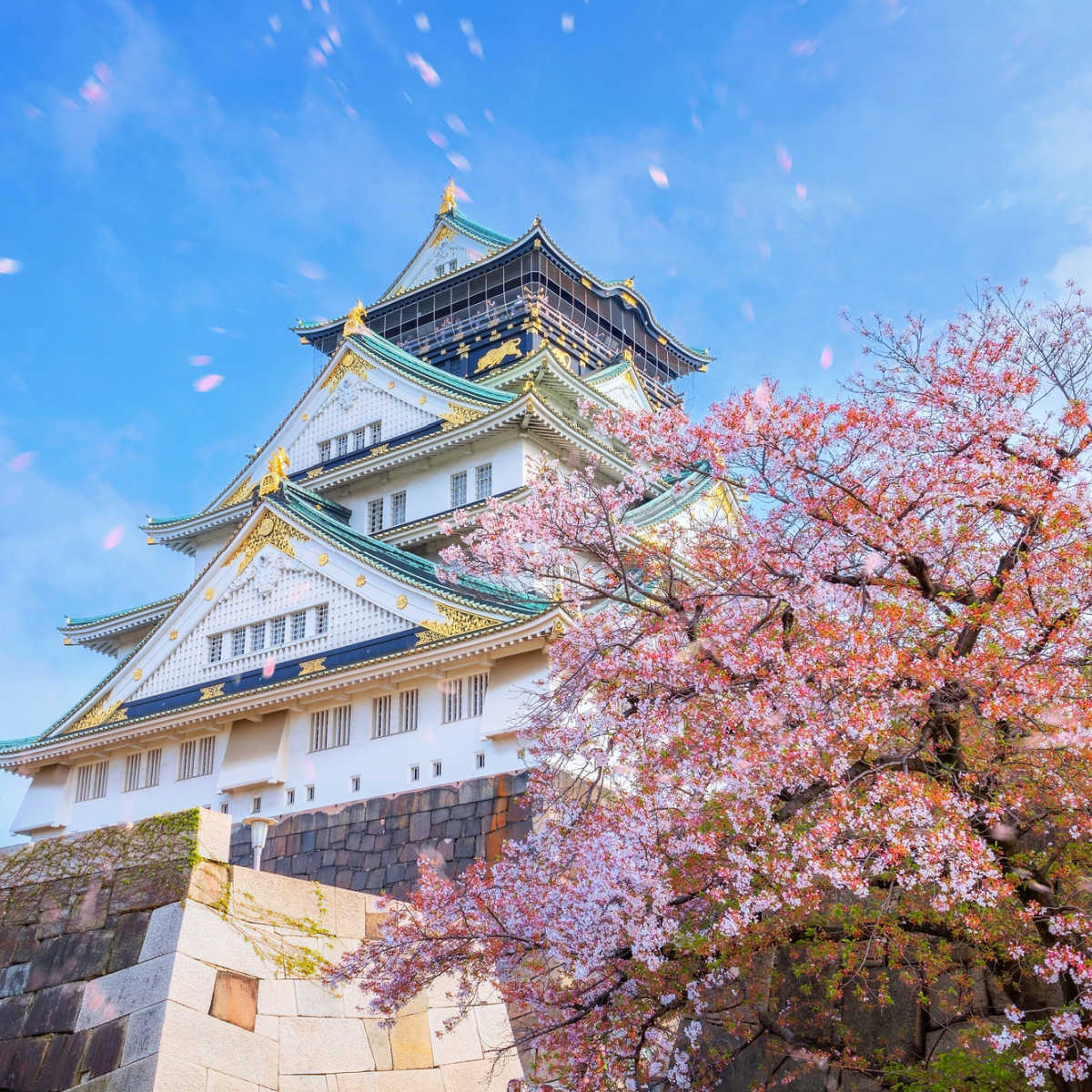 Cherry blossoms at Osaka Castle