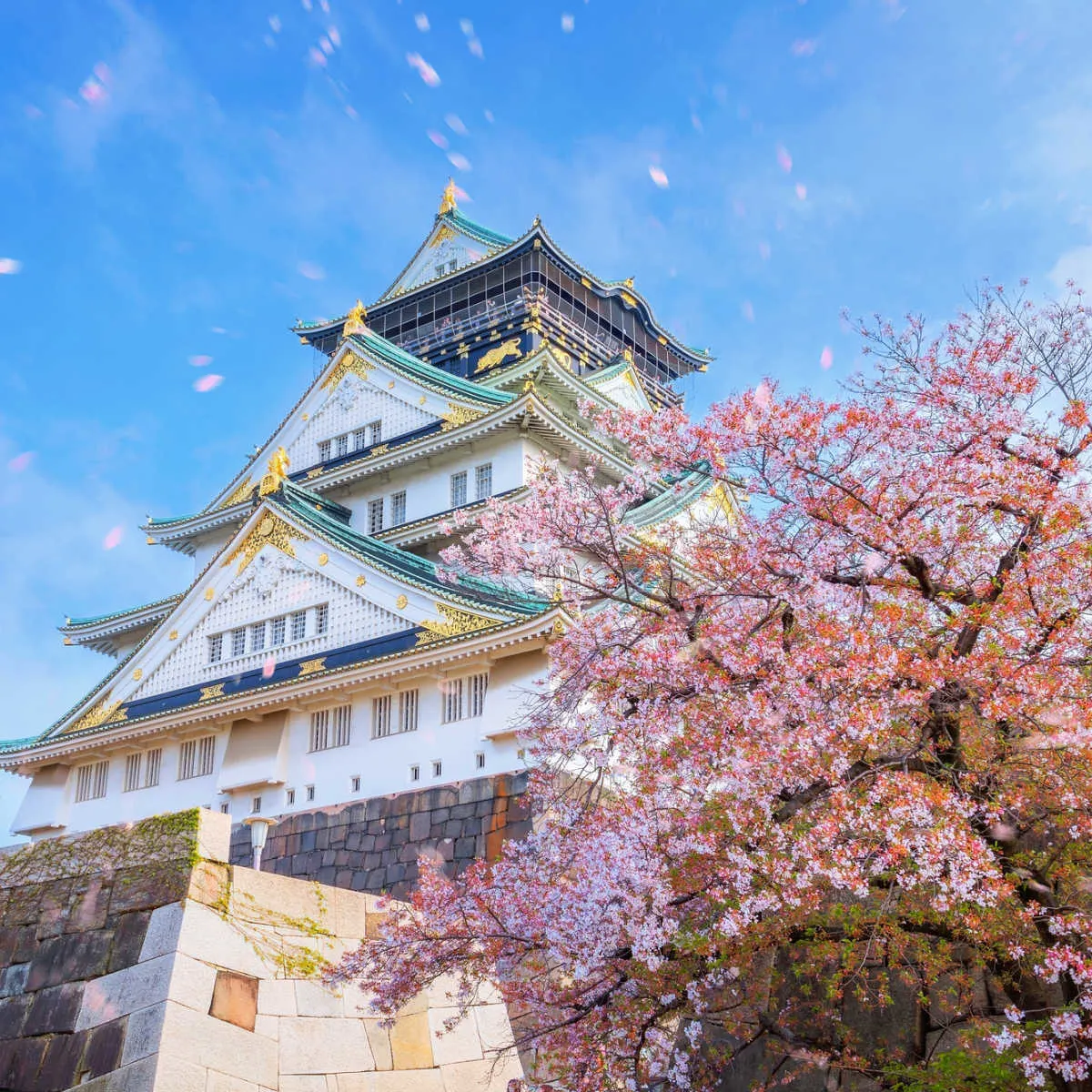 Cherry blossoms at Osaka Castle