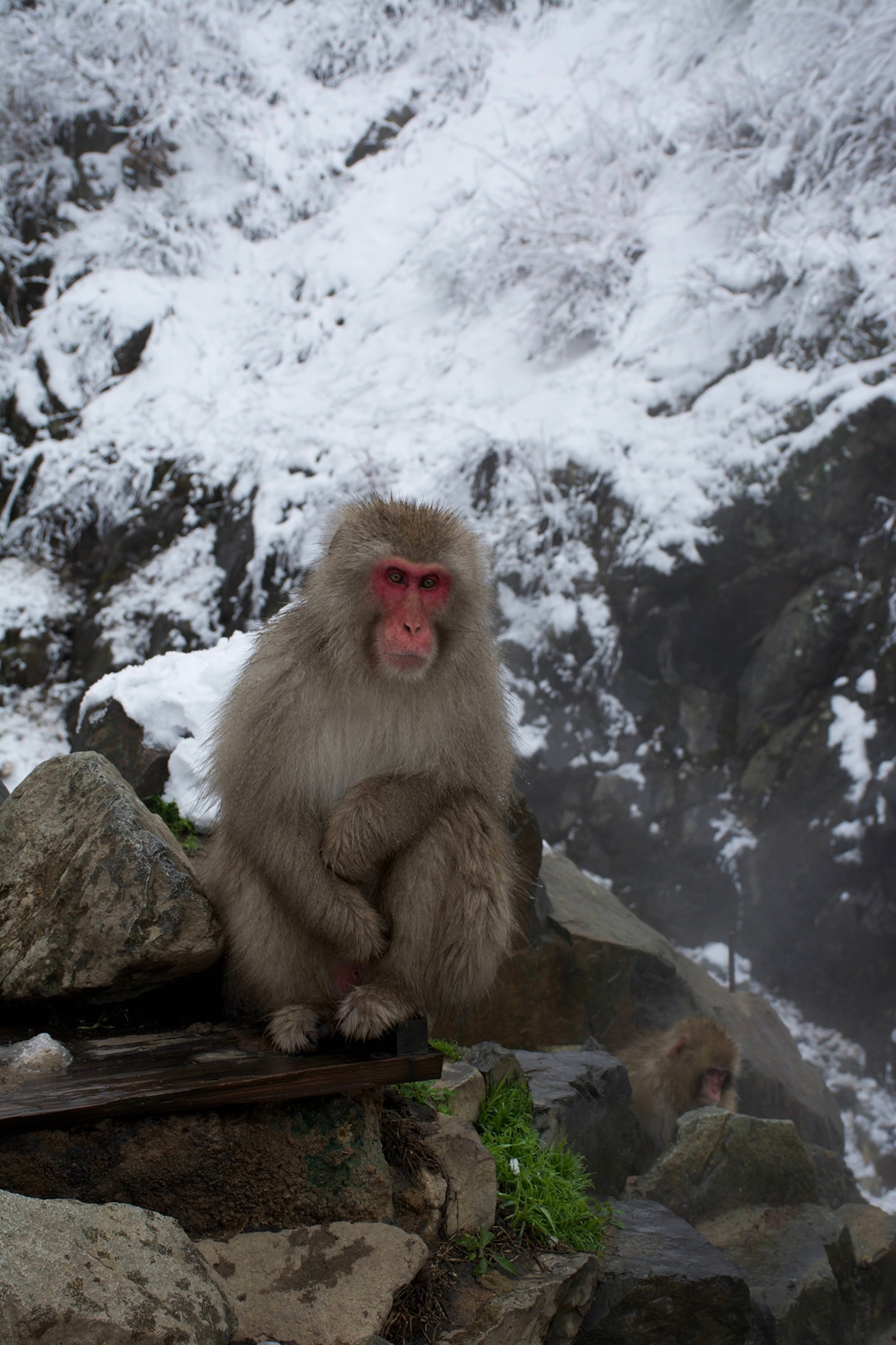 One of the snow mokeys at Jigokudani - these are Japanese macaques that bathe in hot springs in the mountains of Nagano prefecture.
