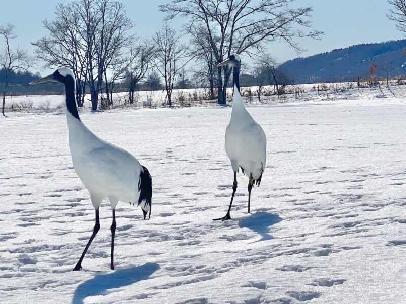 Kushiro, Japan. Image © PlanetSKI