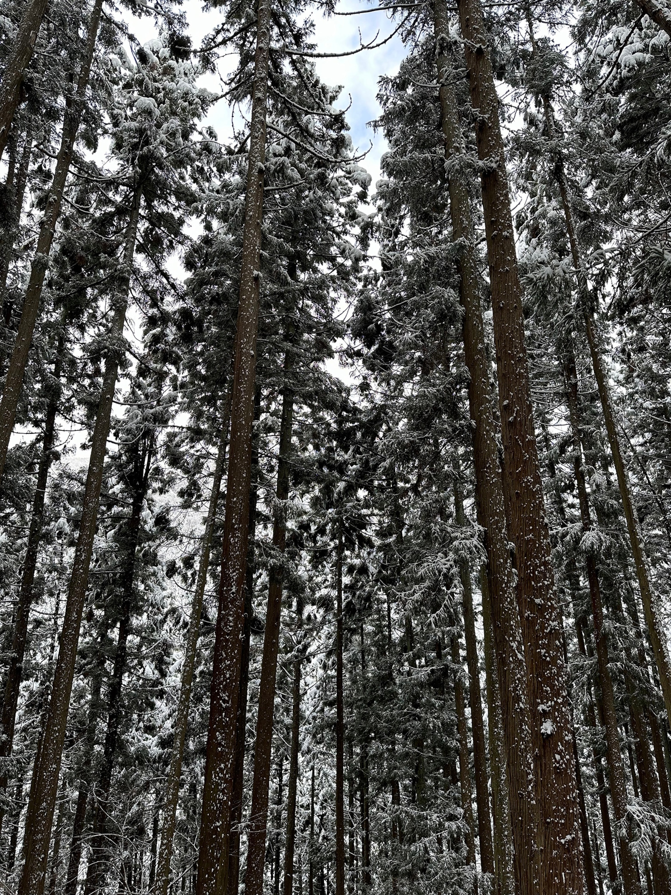 The forest in the mountains on the hike to the snow monkeys