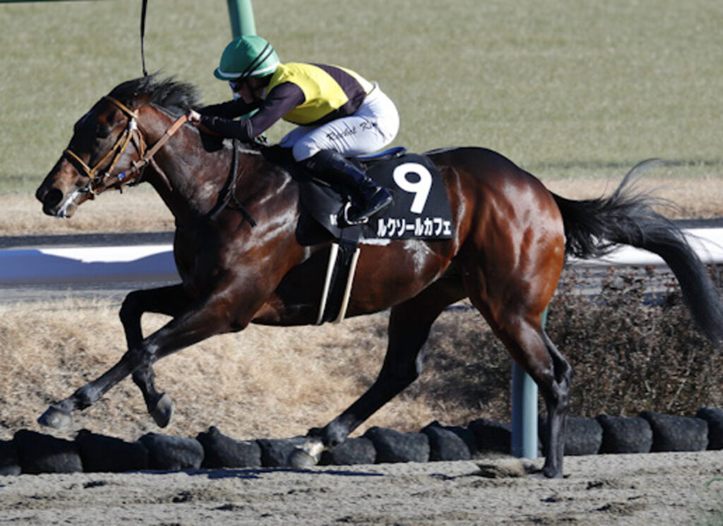 American Pharoah's Luxor Cafe Leads Deep Field Into Japan Road to the Derby Finale