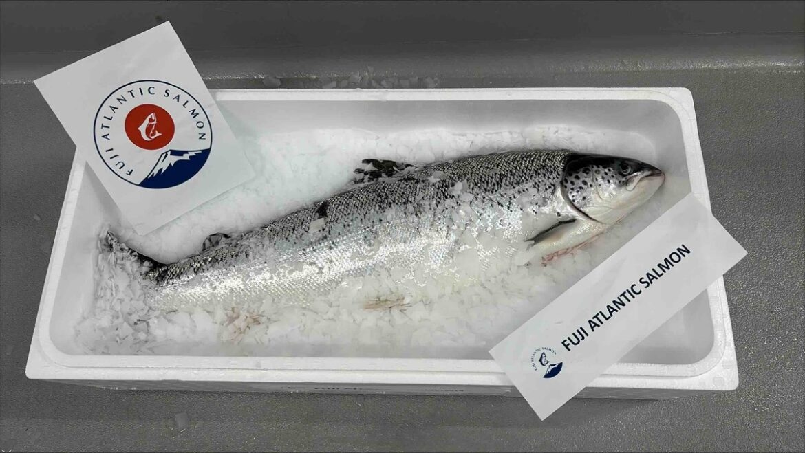 Fish Farmer - News - Celebrations as Proximar sells its first Mount Fuji salmon