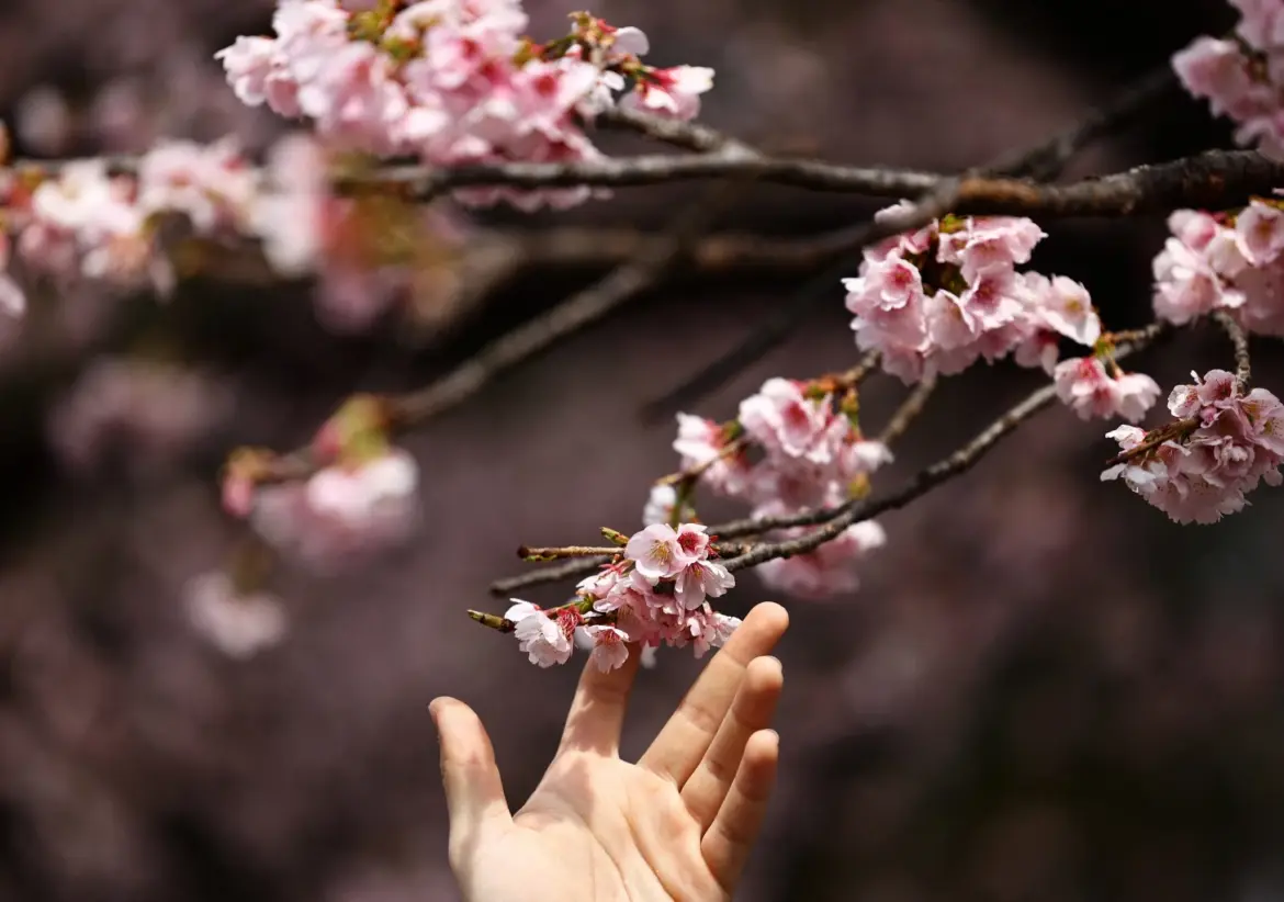 Cherry blossoms start blooming in Tokyo nationthailand