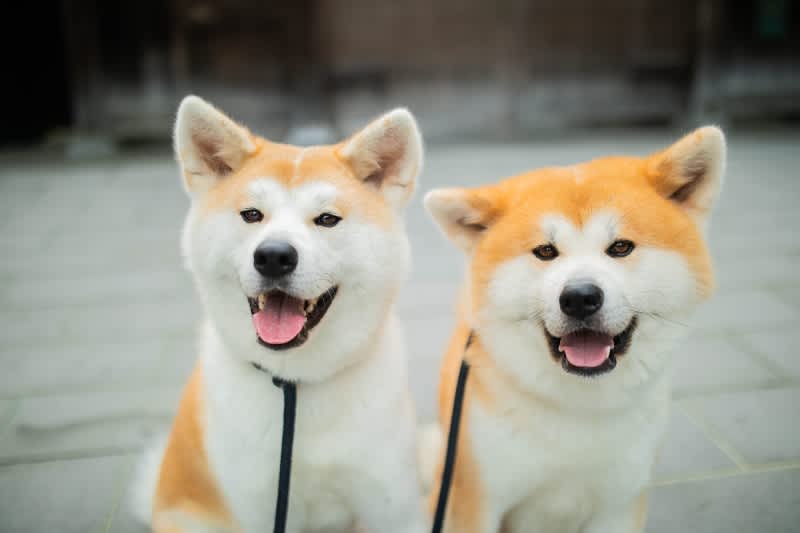 Akita Inu Odate City