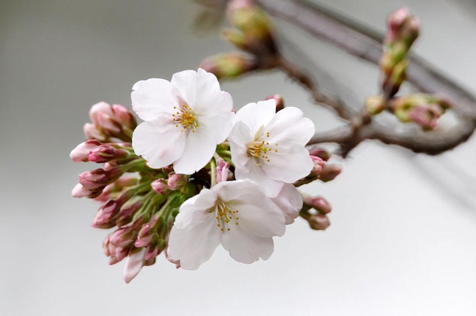 Cherry blossoms are seen on a Somei-Yoshino cherry tree at Yasukuni Shrine in Tokyo (EPA)