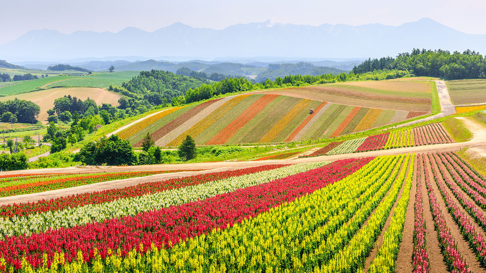 Panoramic scene of colorful flower field during summer in Hokkaido Japan.