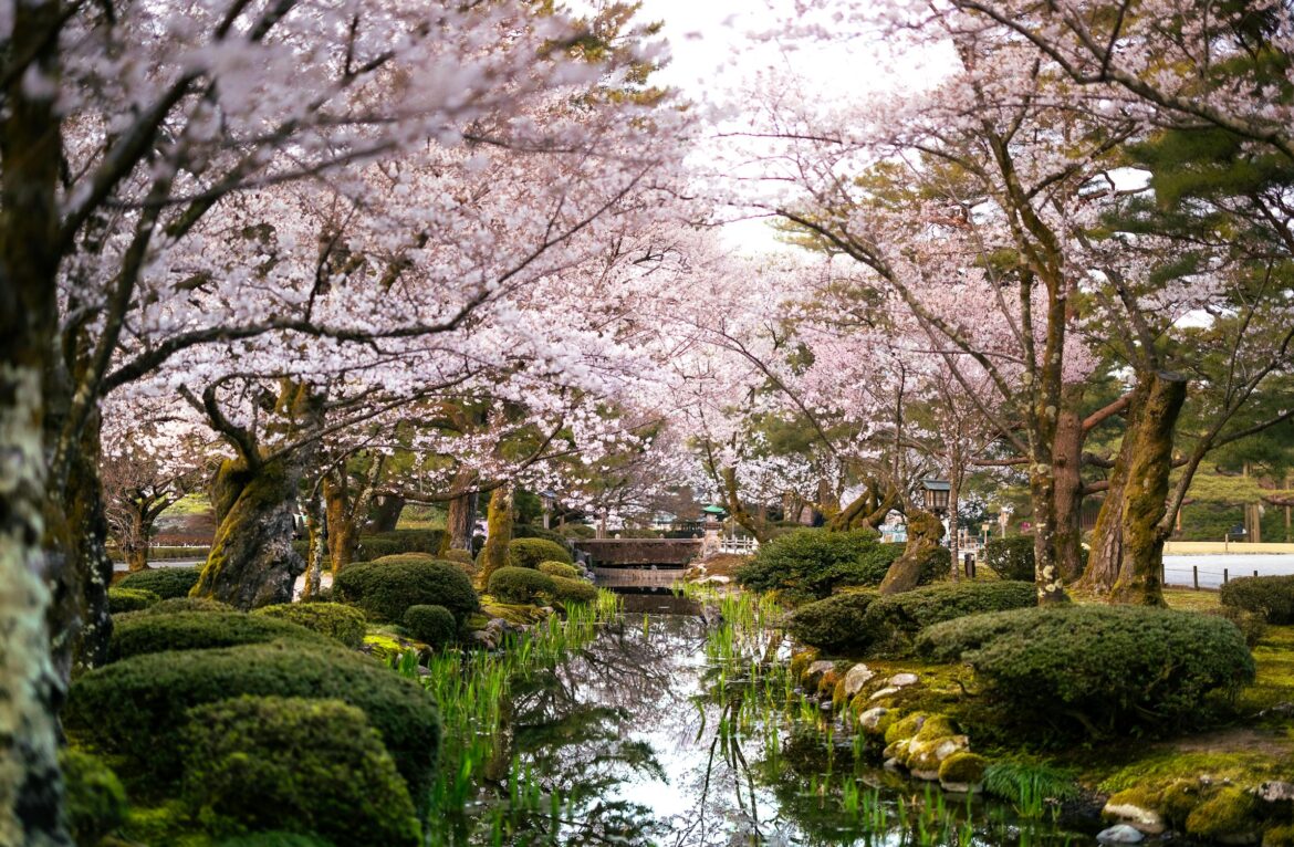 Cherry blossom travel deals open for Japan, Korea trips Cherry blossom travel deals open for Japan, Korea trips