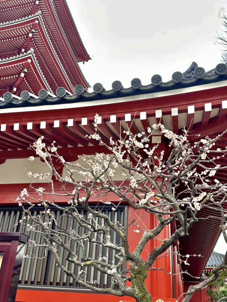 Cherry blossoms blooming in Asakusa Sensoji temple 🌸 (MAR 11,2025)