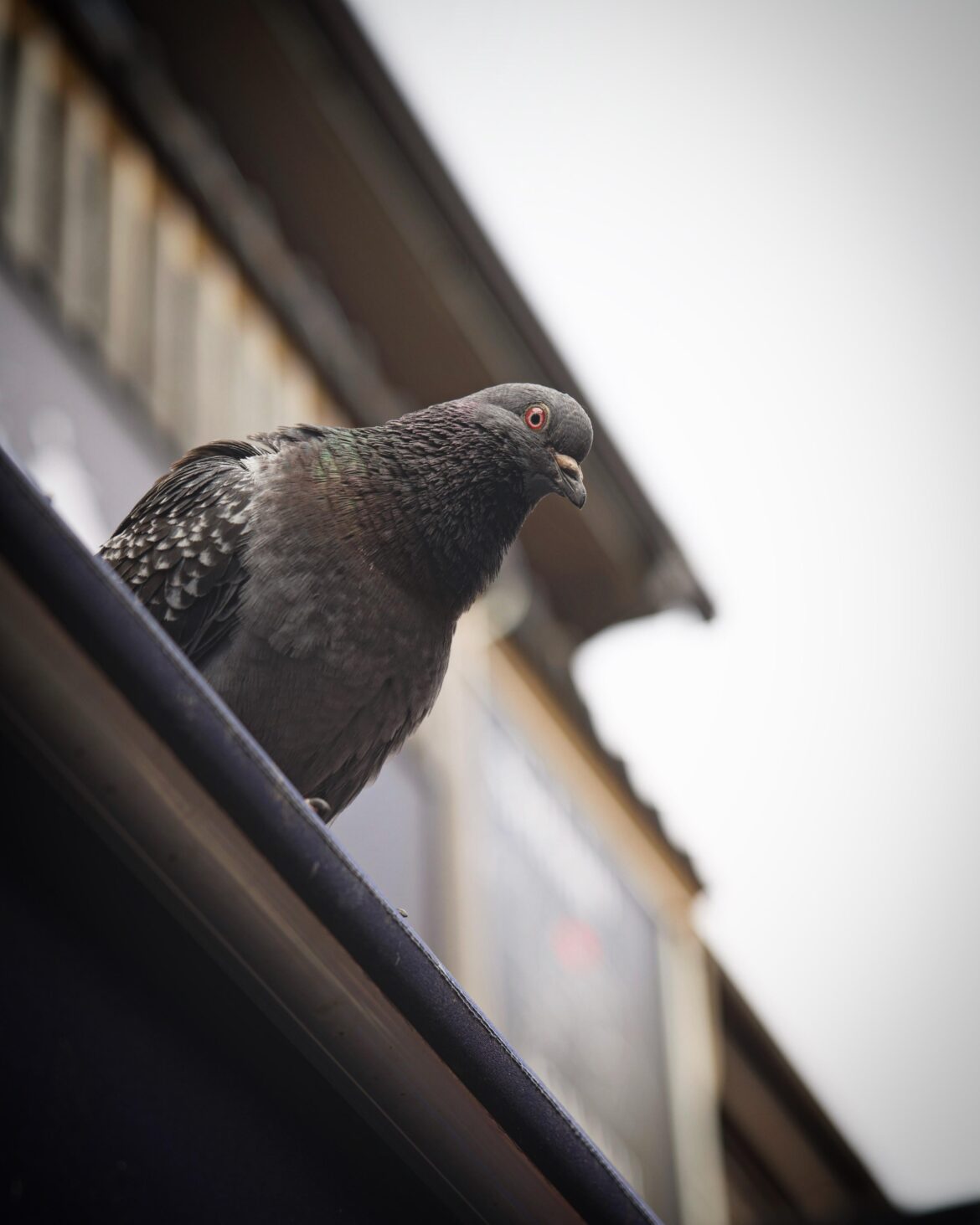 Tokyo pigeon