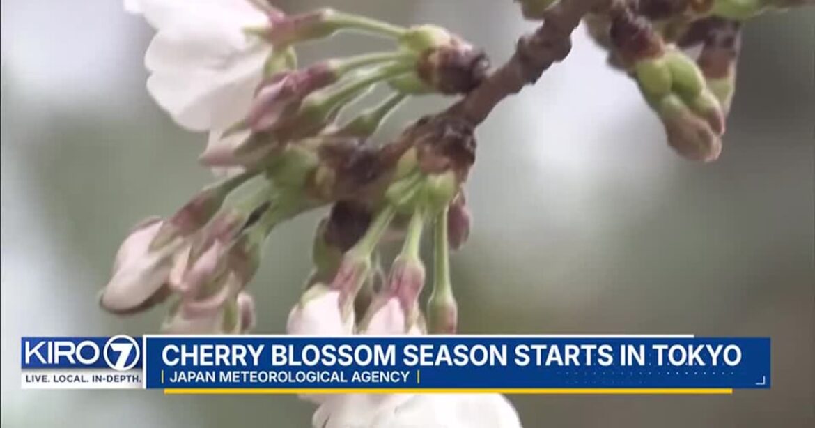 VIDEO: Cherry blossom season starts in Tokyo - KIRO Seattle