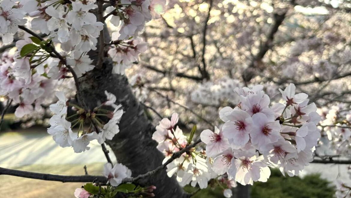 Alabama celebrates the Japanese Cherry Blossom Festival
