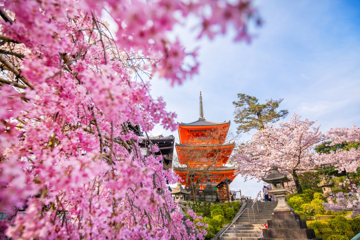 Kyoto cherry blossom dates shifted by human influence