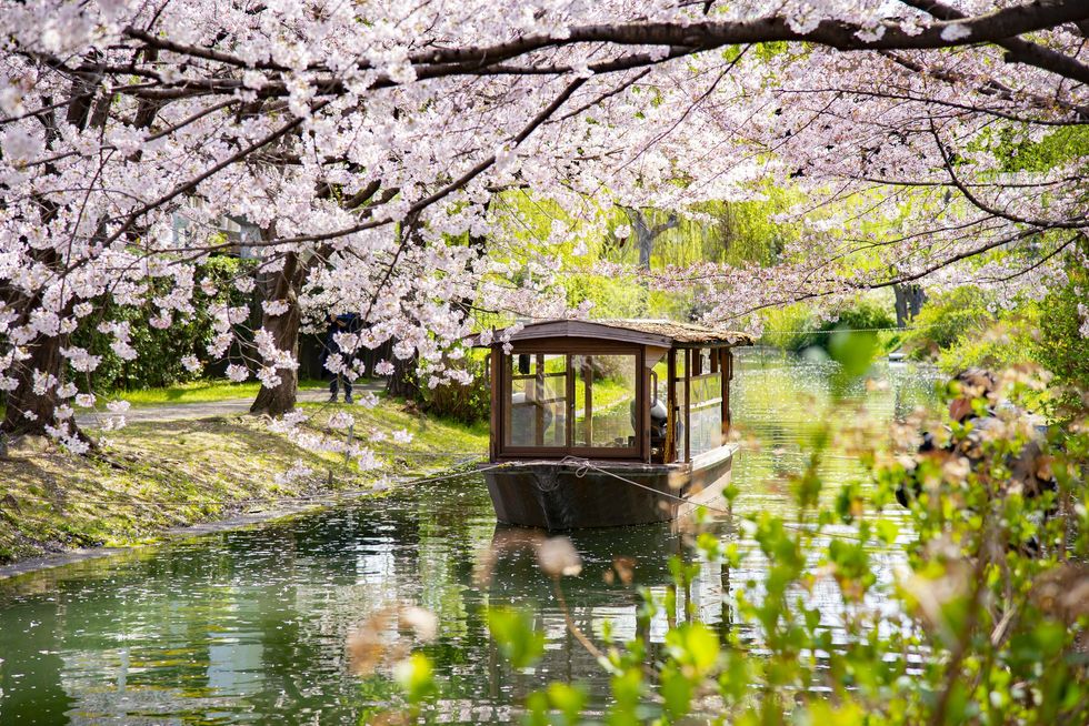 Kyoto, Japan in cherry blossom season