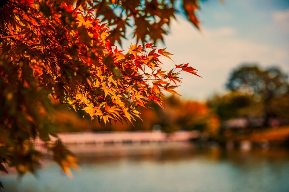 Japan as a fall destination