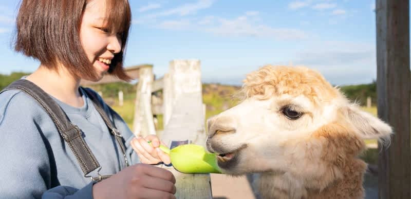 Nasu Animal Kingdom Alpaca
