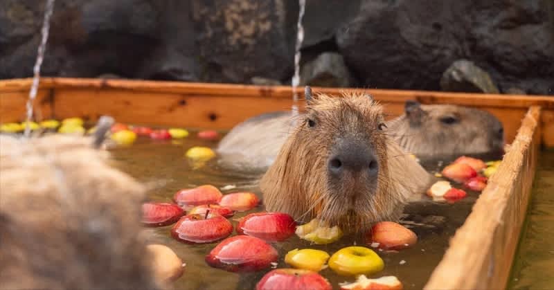 Nasu Animal Kingdom Capybara