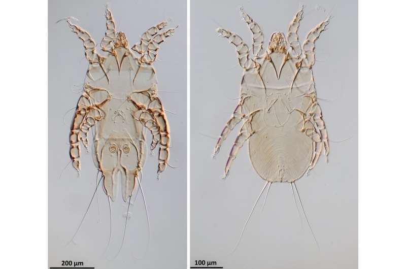 New feather mite species discovered from endangered Okinawa rail, a natural monument
