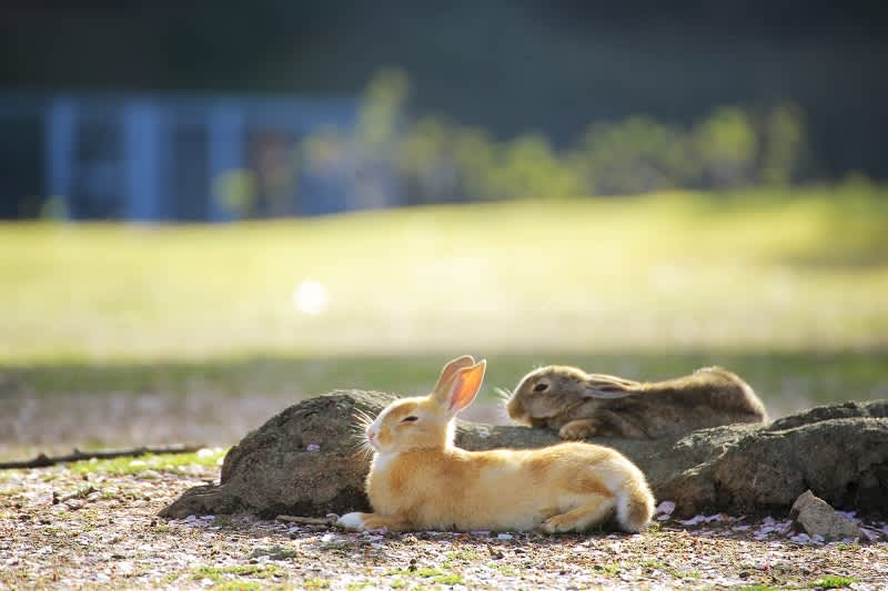 Okunoshima Rabbit Island