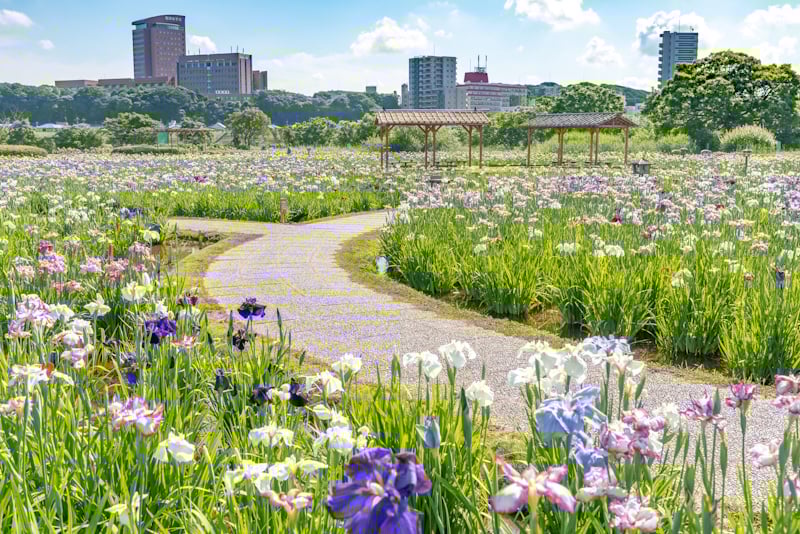 Koiwa Shobu Park